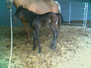 Minx- a couple hours old